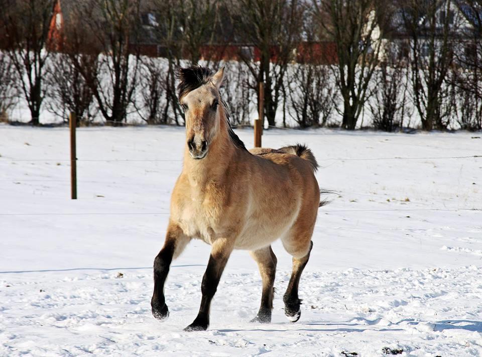 Anden særlig race Sukinox Her kommer jeg *Kalle* billede 47