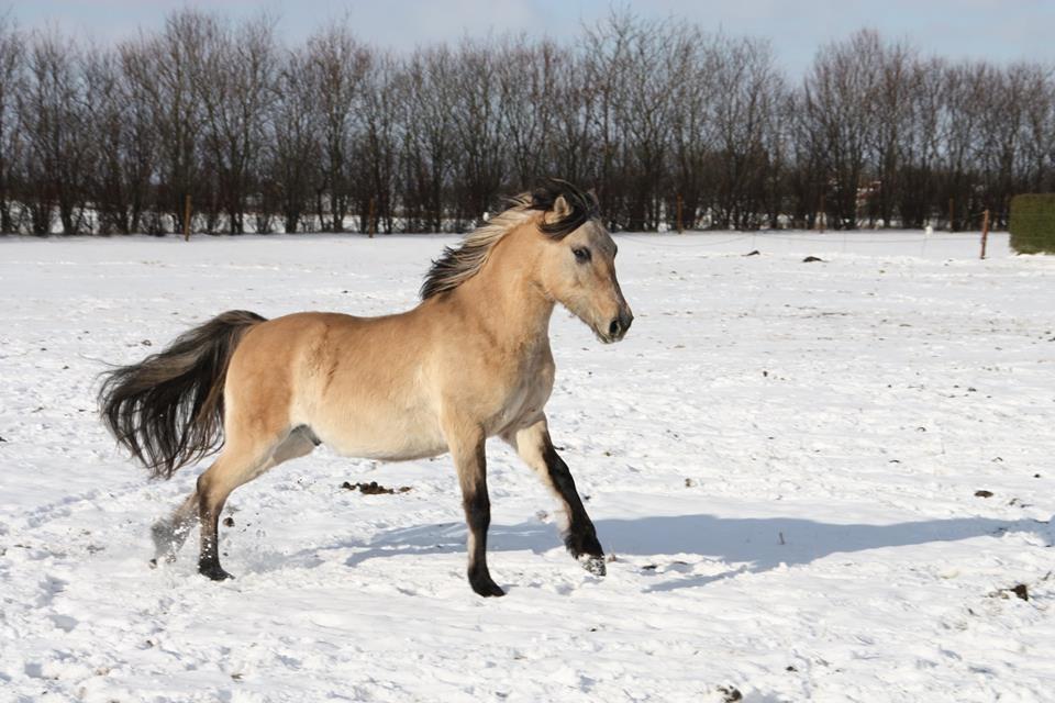 Anden særlig race Sukinox Her kommer jeg *Kalle* billede 48