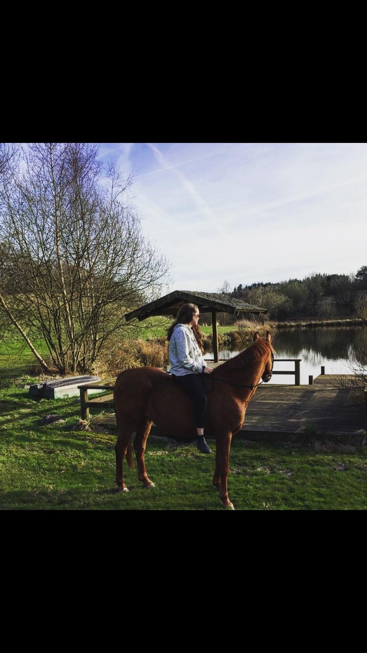 Arabisk fuldblod (OX) GKV`S Cassanova <3  billede 11