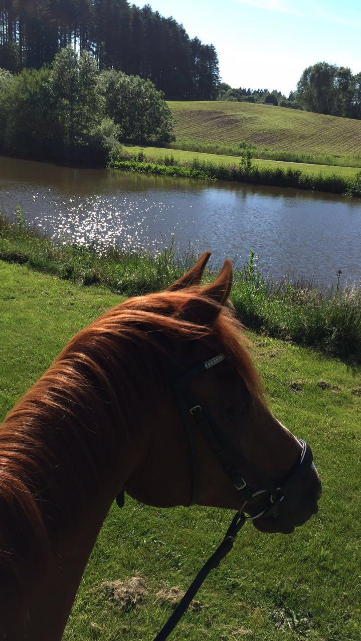 Arabisk fuldblod (OX) GKV`S Cassanova <3  billede 12