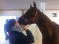 Arabisk fuldblod (OX) GKV`S Cassanova <3  billede 13