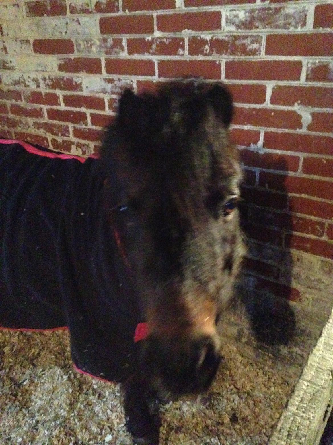 Shetlænder Andrea billede 9