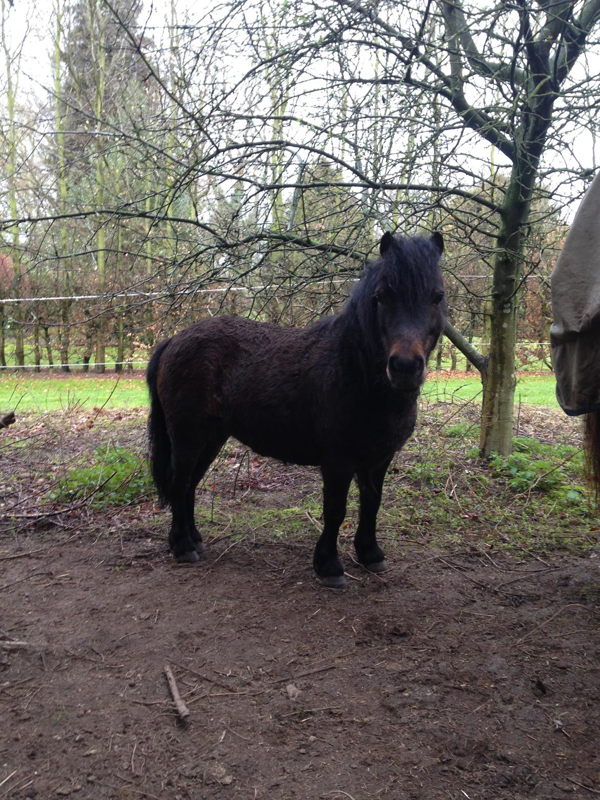 Shetlænder Andrea billede 10