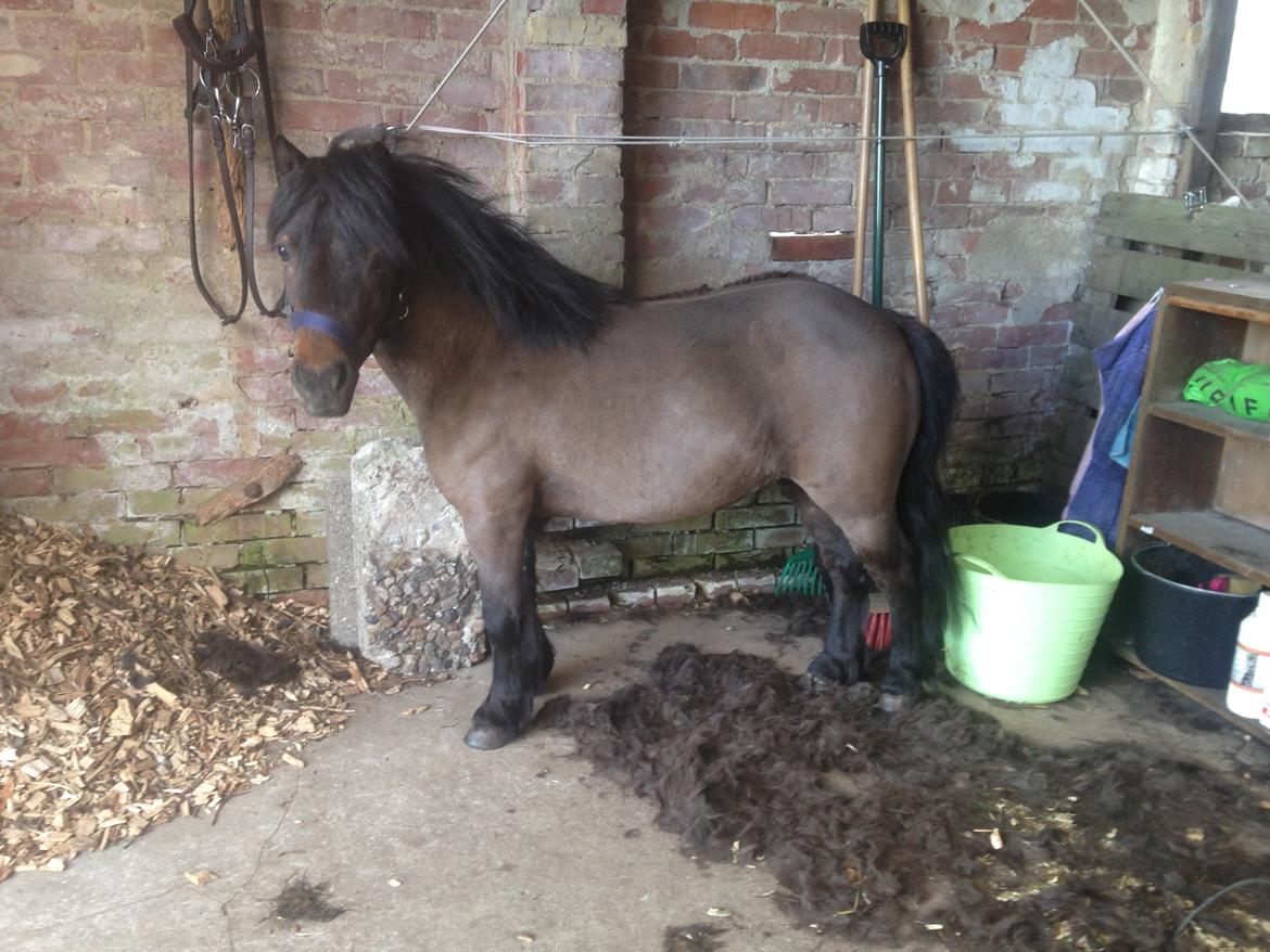 Shetlænder Andrea - Pga. lus og rigtig meget skæl, trods prøvet bekæmpelse af det, måtte hun af med vinterpelsen. Hun blev helt lille og smart! billede 11