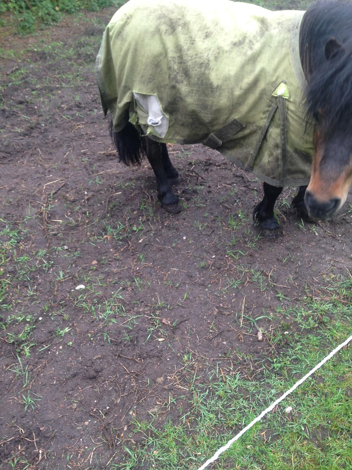 Shetlænder Andrea - Og hun fik ødelagt sit dækken.. billede 12