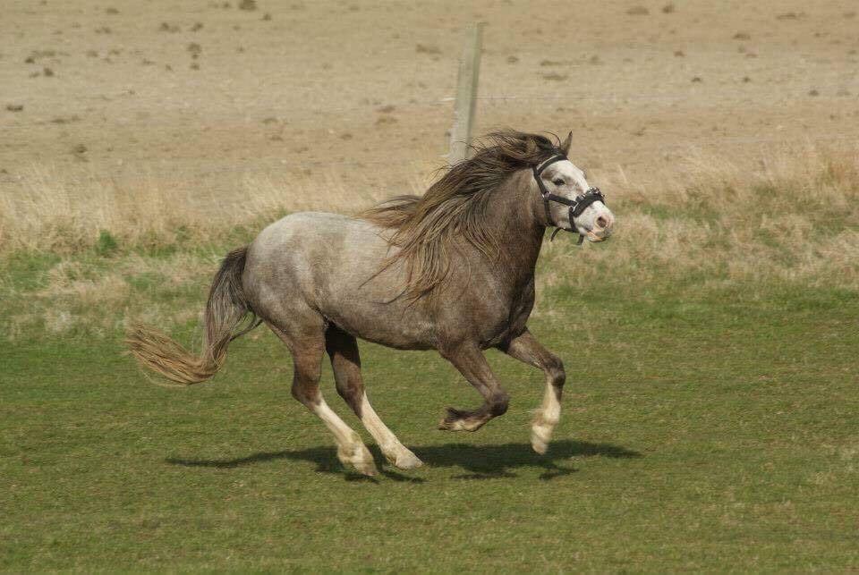 Anden særlig race Baldur billede 3