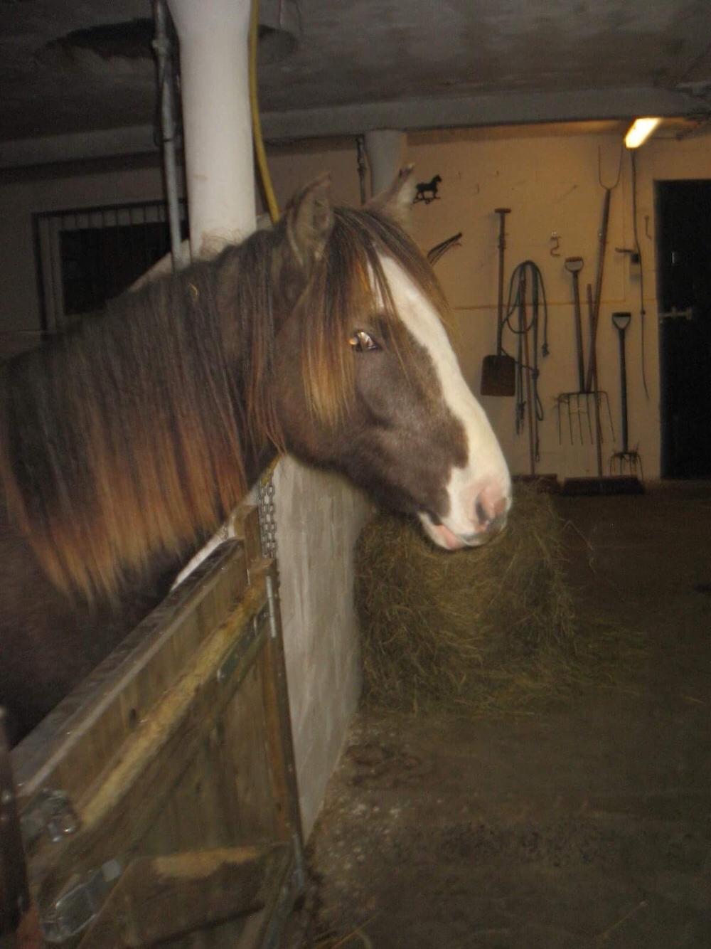 Anden særlig race Baldur billede 5