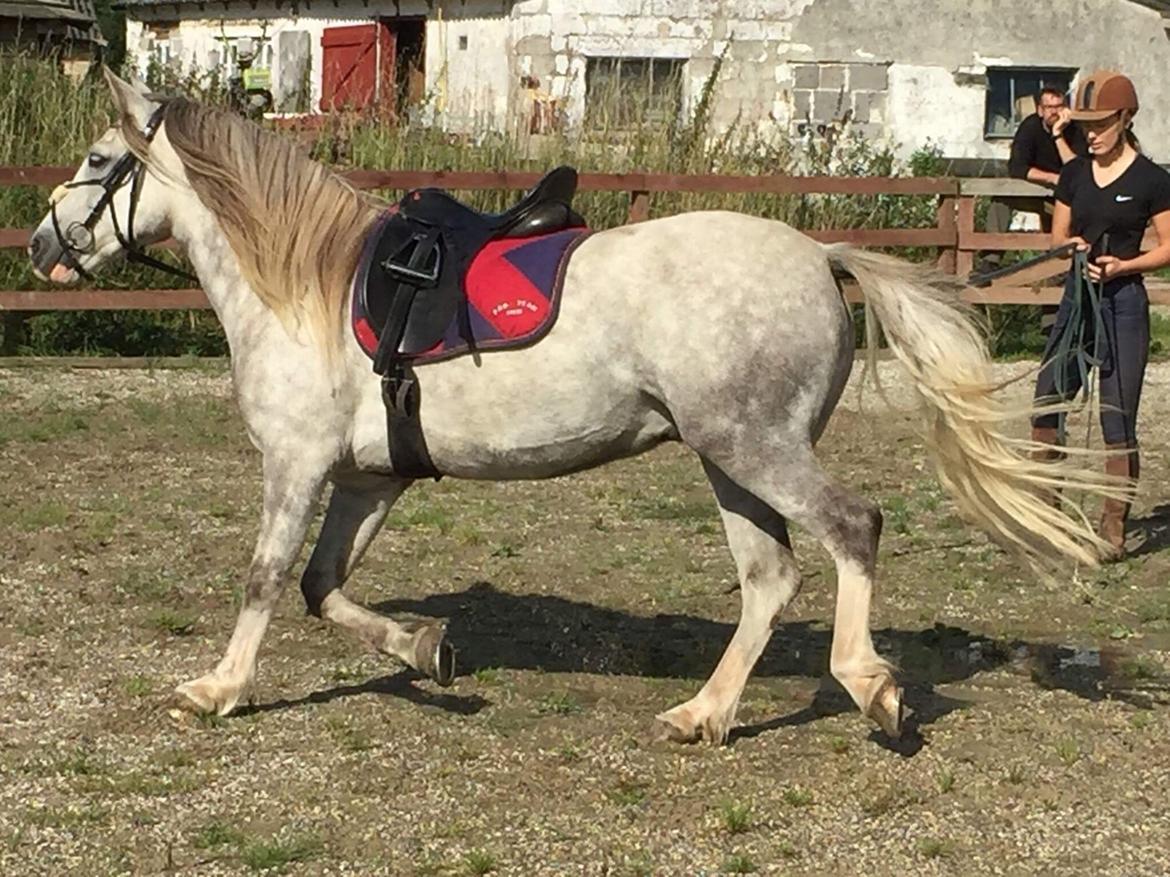 Anden særlig race Baldur billede 8