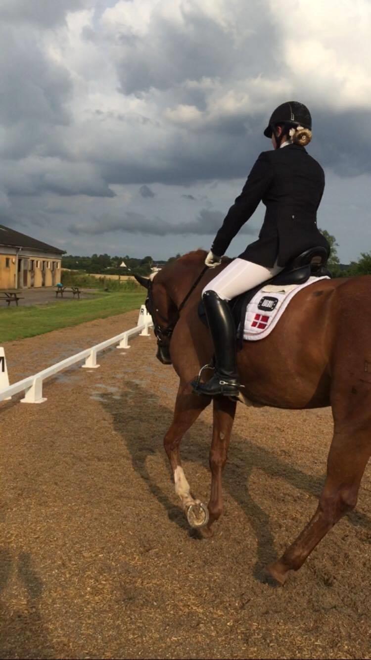 Dansk Varmblod Kildebo's Laurina billede 3