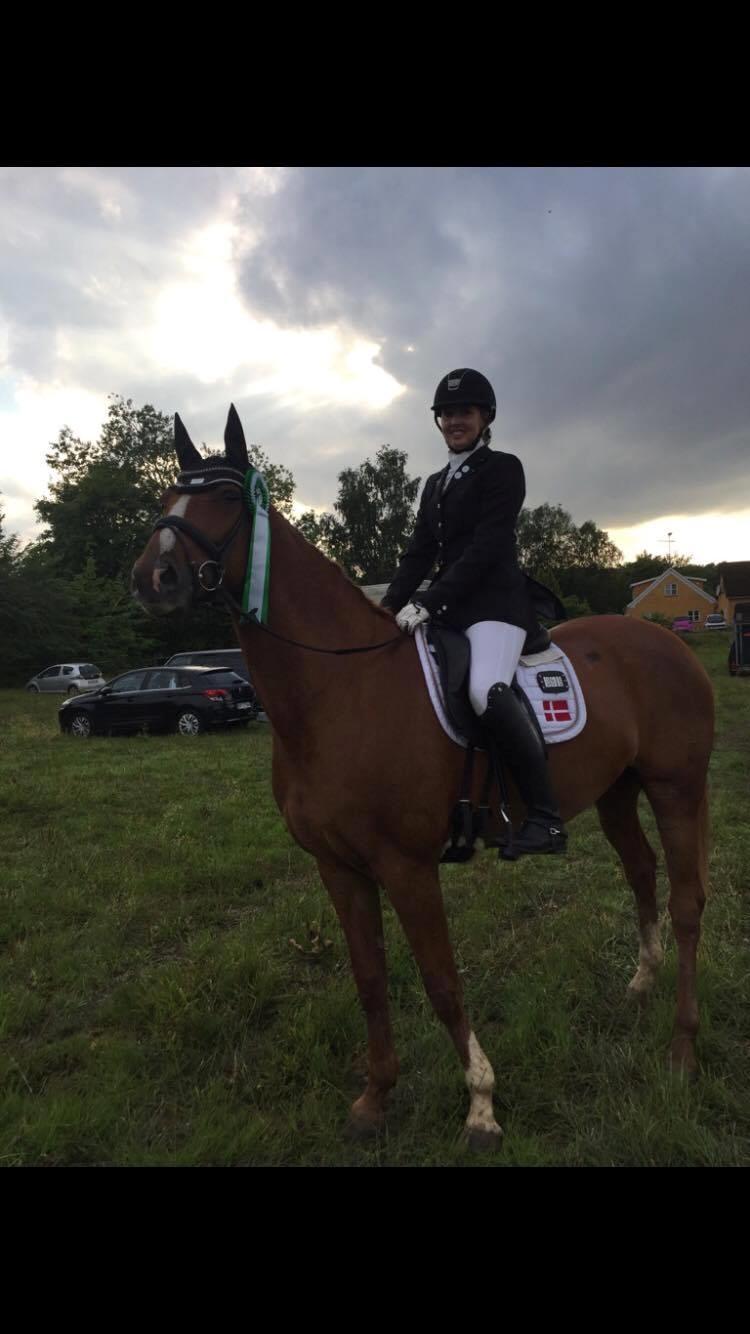 Dansk Varmblod Kildebo's Laurina billede 2