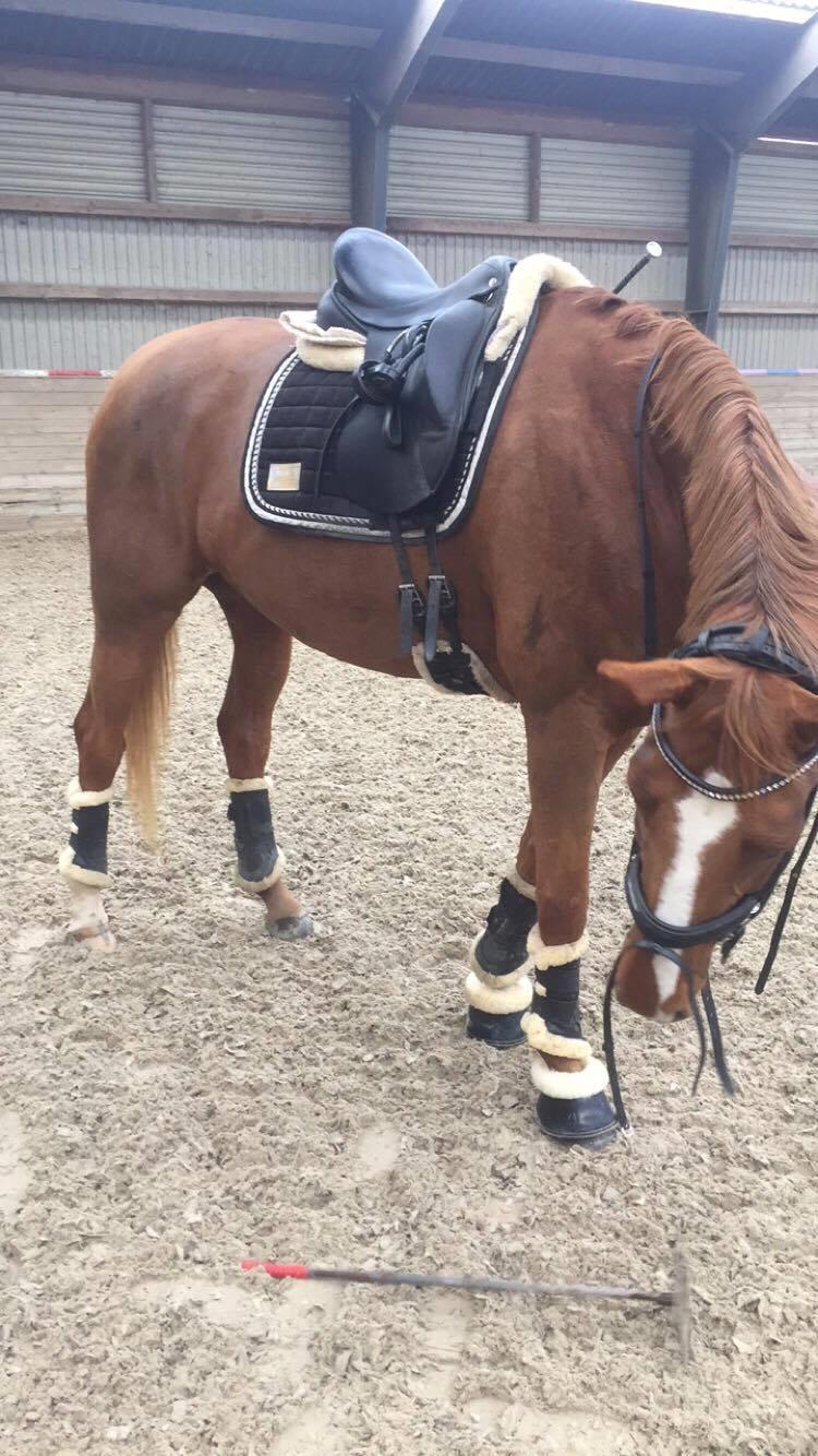 Dansk Varmblod Kildebo's Laurina billede 16