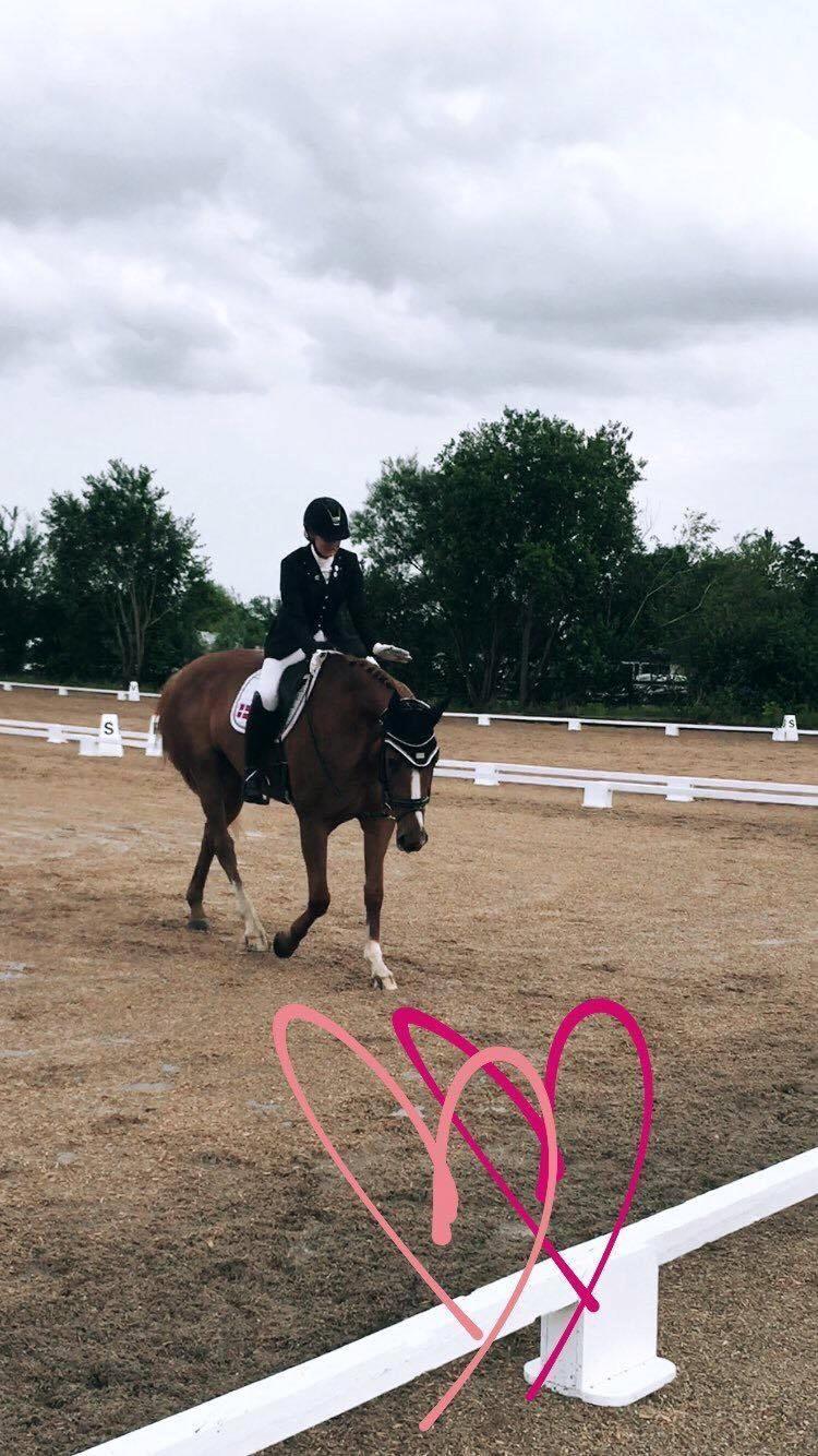 Dansk Varmblod Kildebo's Laurina billede 1