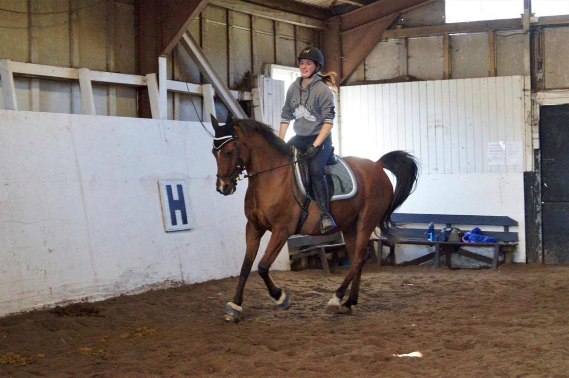 Arabisk fuldblod (OX) Nassim OX billede 14