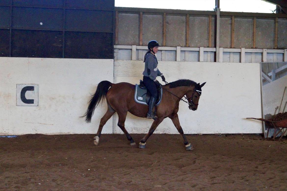 Arabisk fuldblod (OX) Nassim OX billede 16