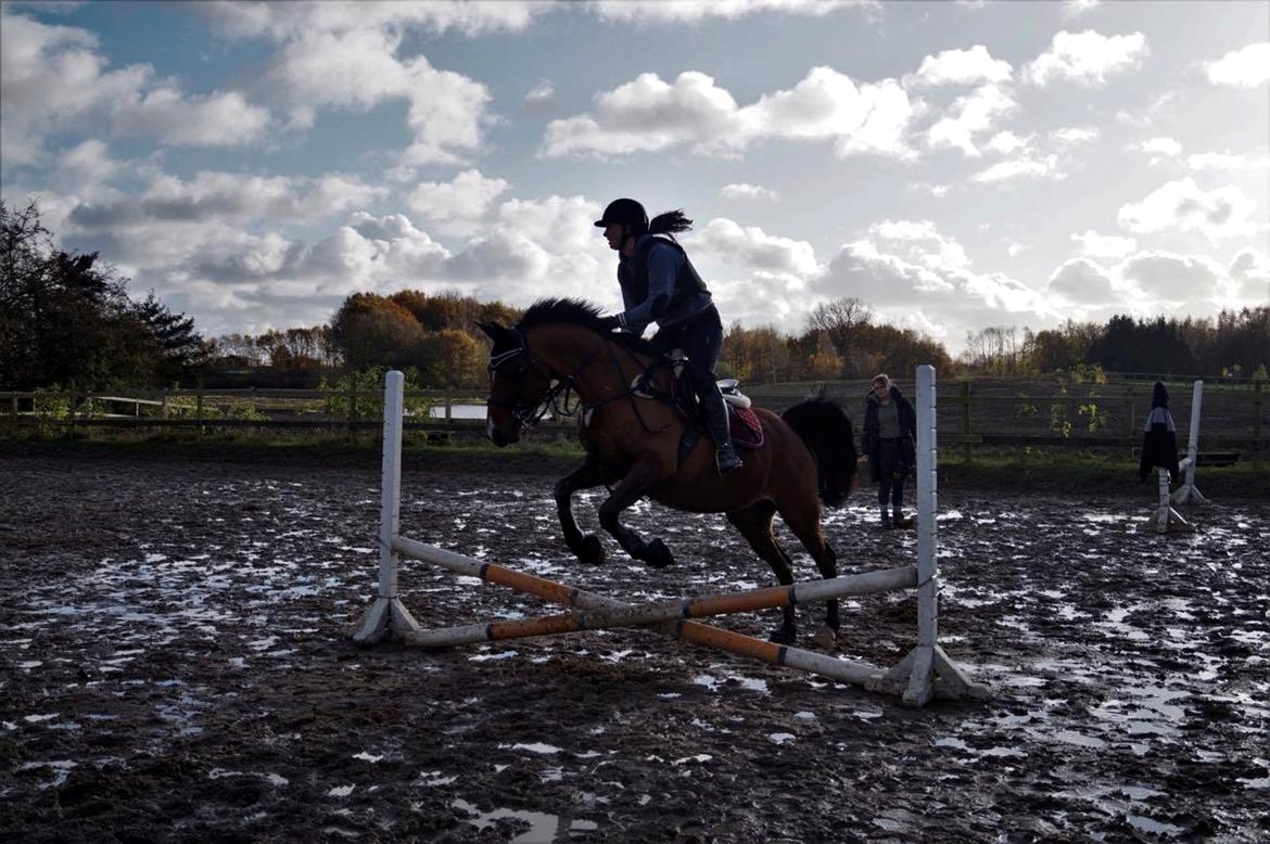 Arabisk fuldblod (OX) Nassim OX billede 18