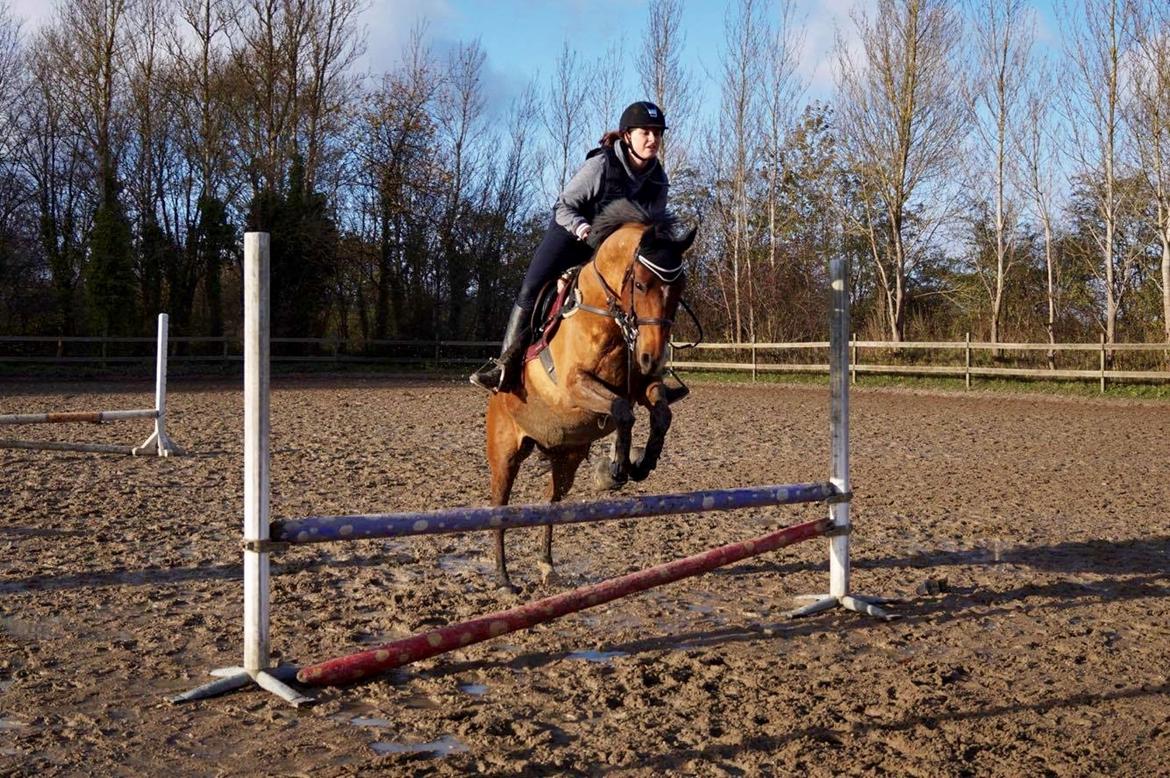 Arabisk fuldblod (OX) Nassim OX billede 20