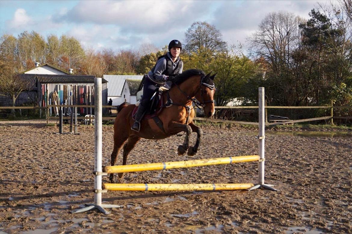 Arabisk fuldblod (OX) Nassim OX billede 1