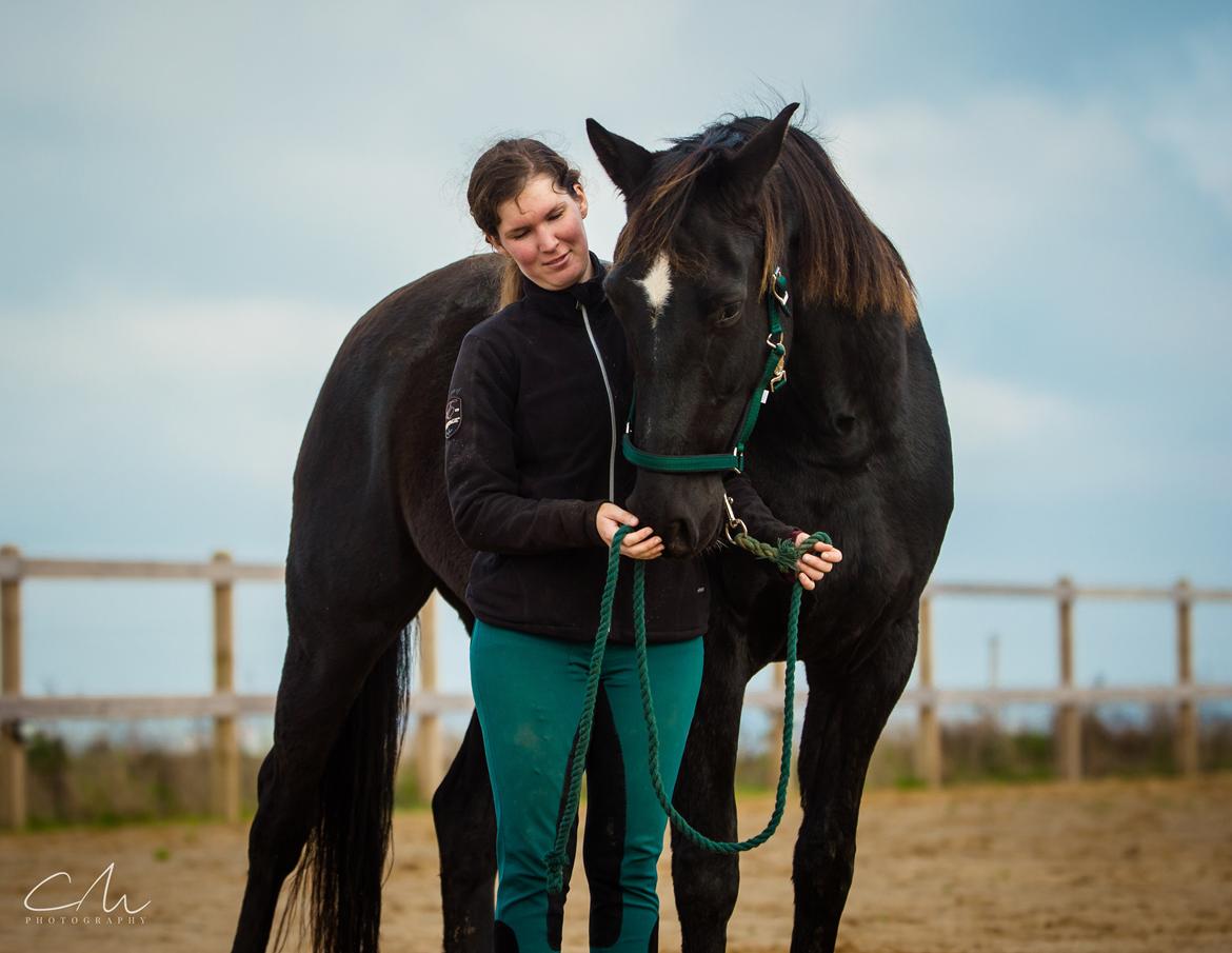 Dansk Varmblod ZACKO billede 10