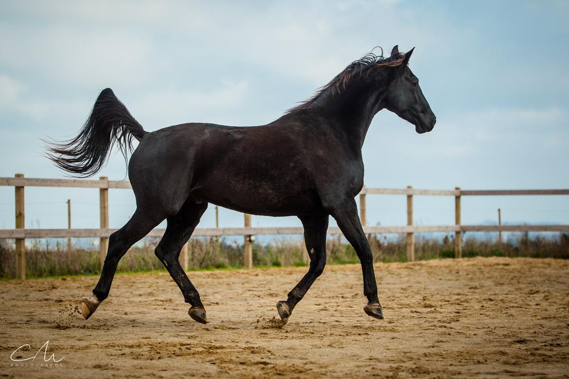 Dansk Varmblod ZACKO billede 18