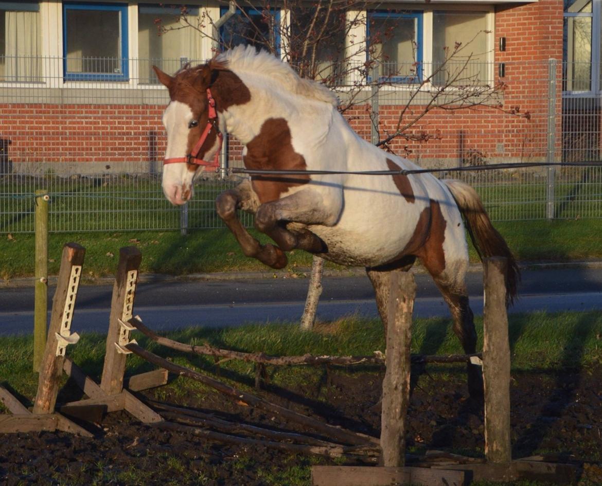 Pinto Kilgast's shamira - SOLGT billede 31