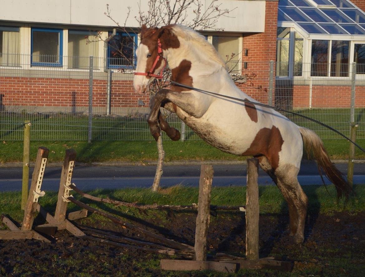 Pinto Kilgast's shamira - SOLGT billede 33