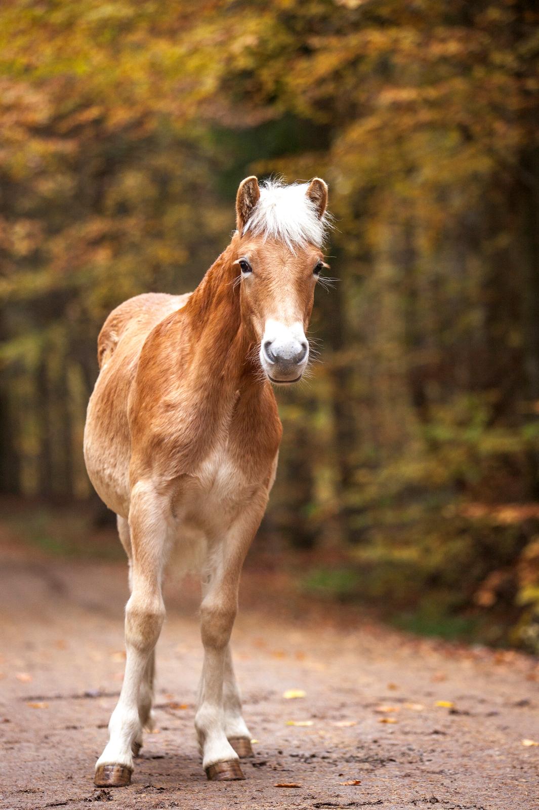 Haflinger Stroller - Freja Sif Foto billede 8