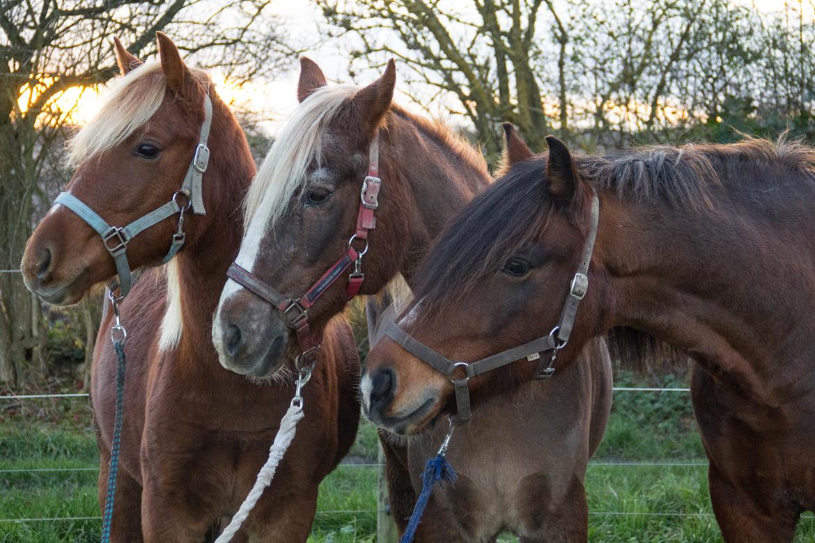 Welsh Cob (sec D) | Glanvyrnwy Olwena - Følle, Olwena & Valiant. Verdens bedste trio. ♥ November 2017. billede 13