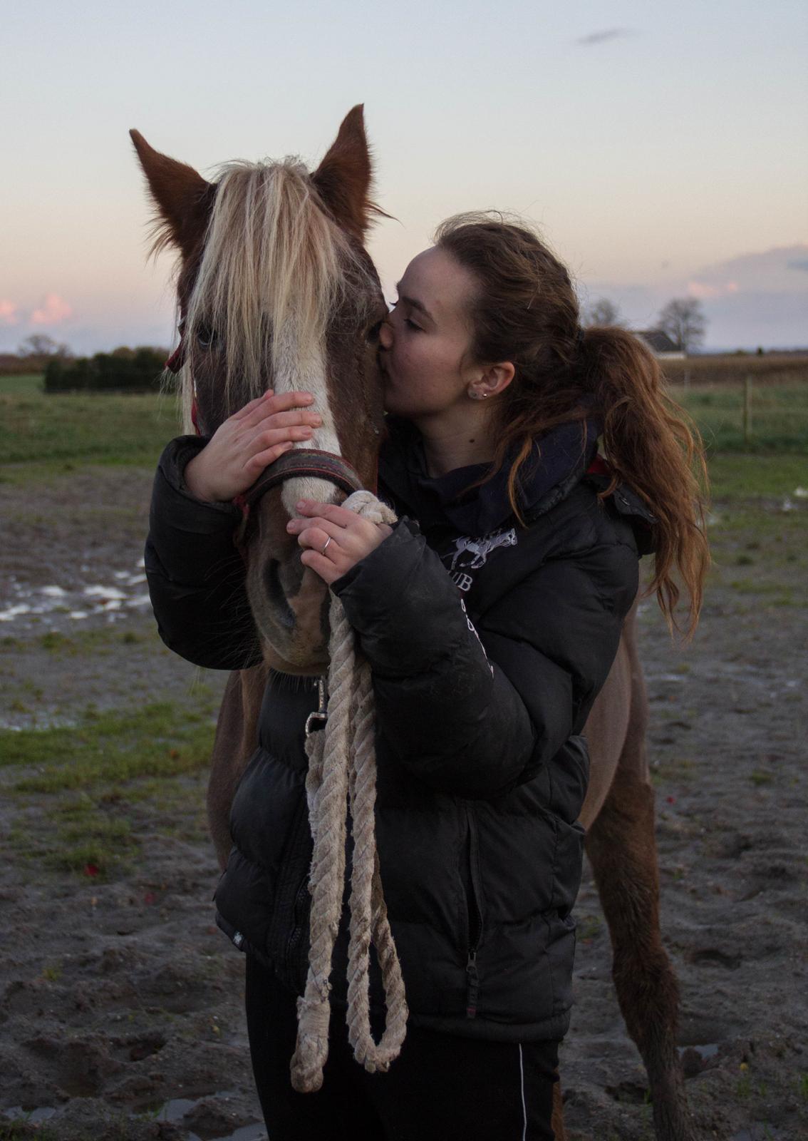 Welsh Cob (sec D) | Glanvyrnwy Olwena - Jeg elsker dig uendeligt. ♥ November 2017. billede 1