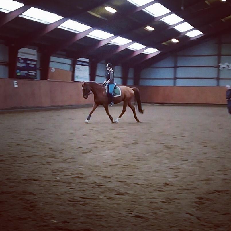 Anden særlig race Balu - første gangs undervisning ved Carsten billede 9