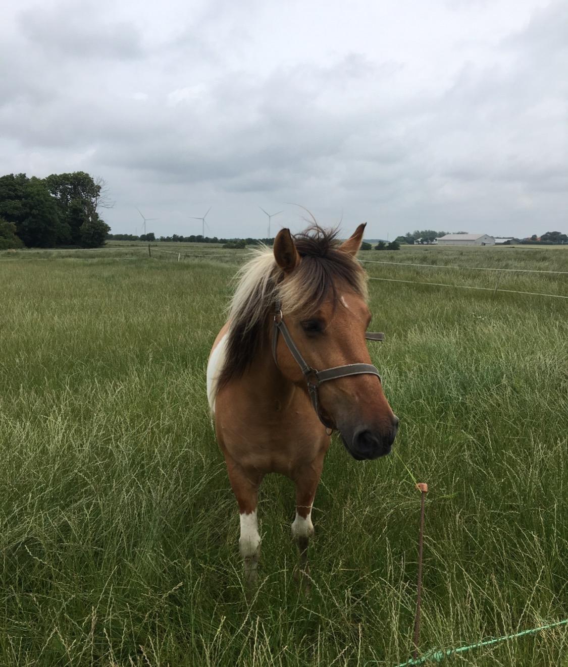 Anden særlig race Cody billede 1
