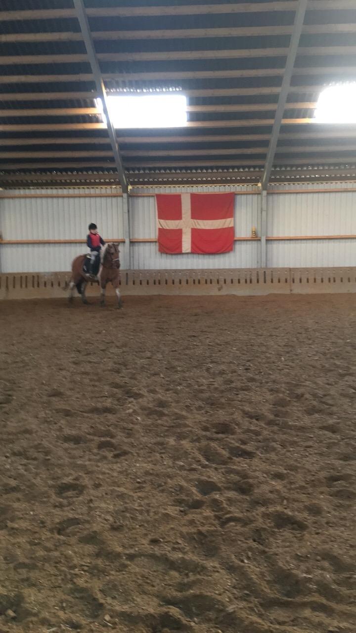 Anden særlig race Cody billede 5