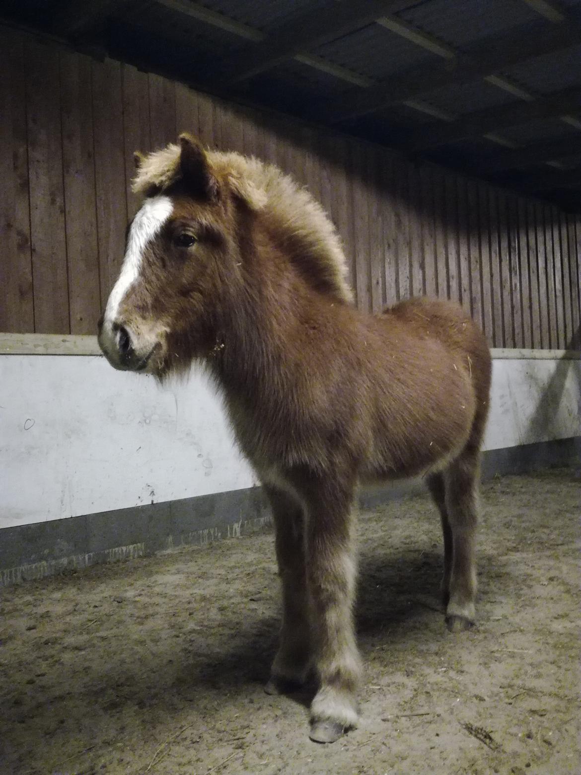 Islænder Garri fra Østervang billede 12