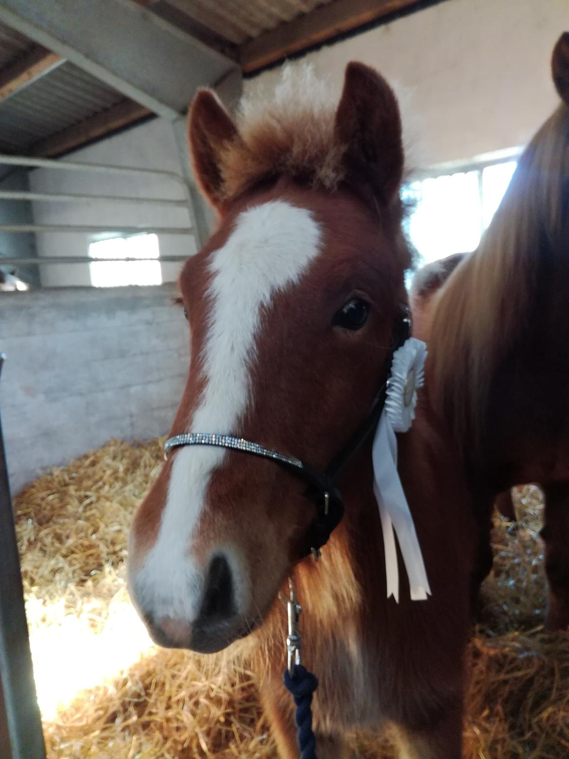 Islænder Garri fra Østervang billede 10