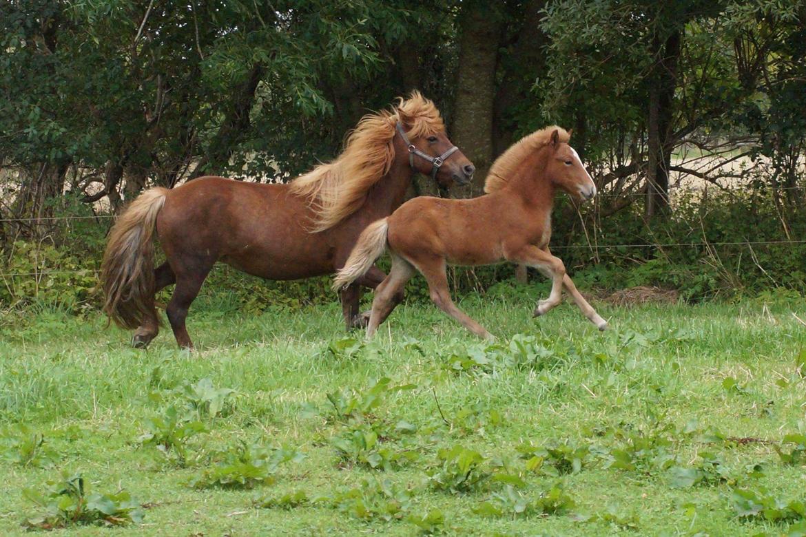 Islænder Garri fra Østervang billede 5