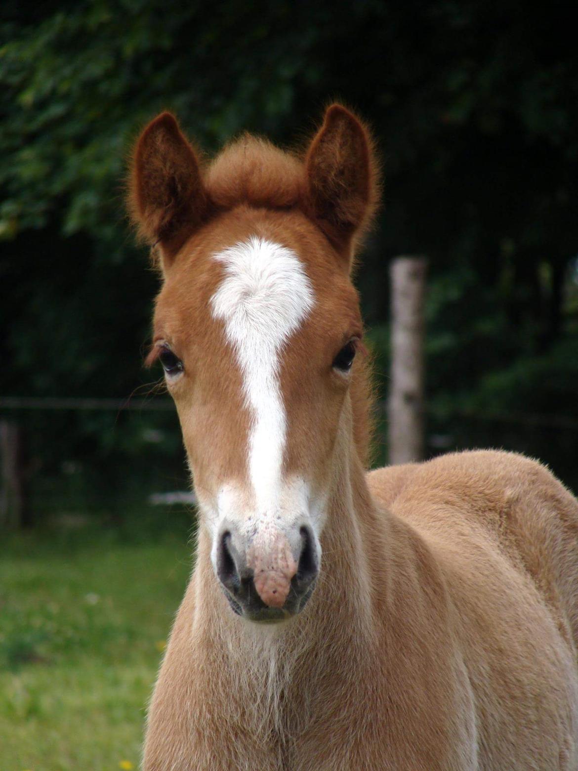 Islænder Garri fra Østervang billede 3