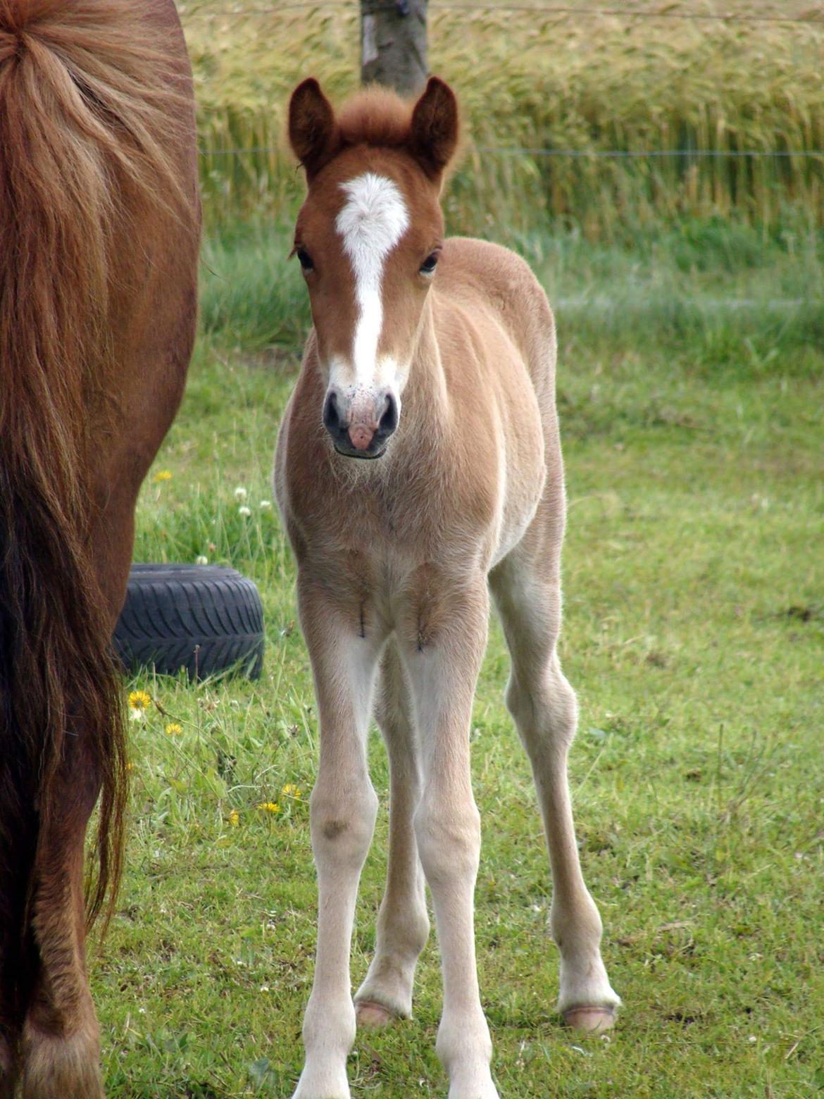 Islænder Garri fra Østervang billede 6