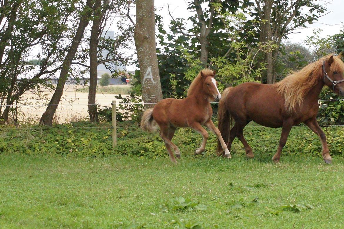 Islænder Garri fra Østervang billede 7