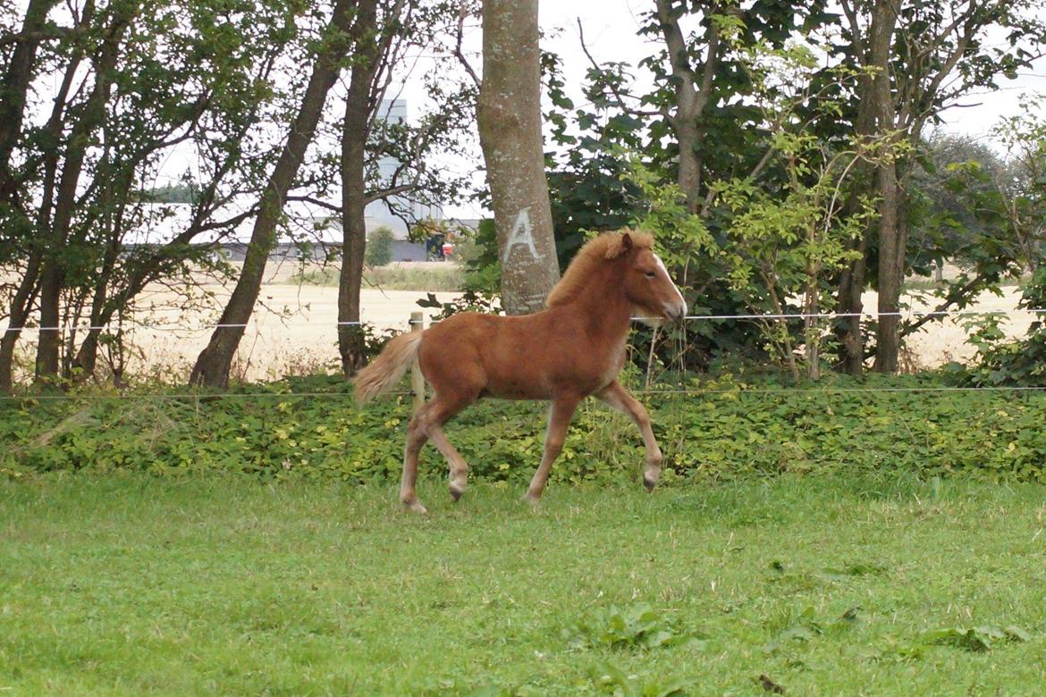 Islænder Garri fra Østervang billede 13