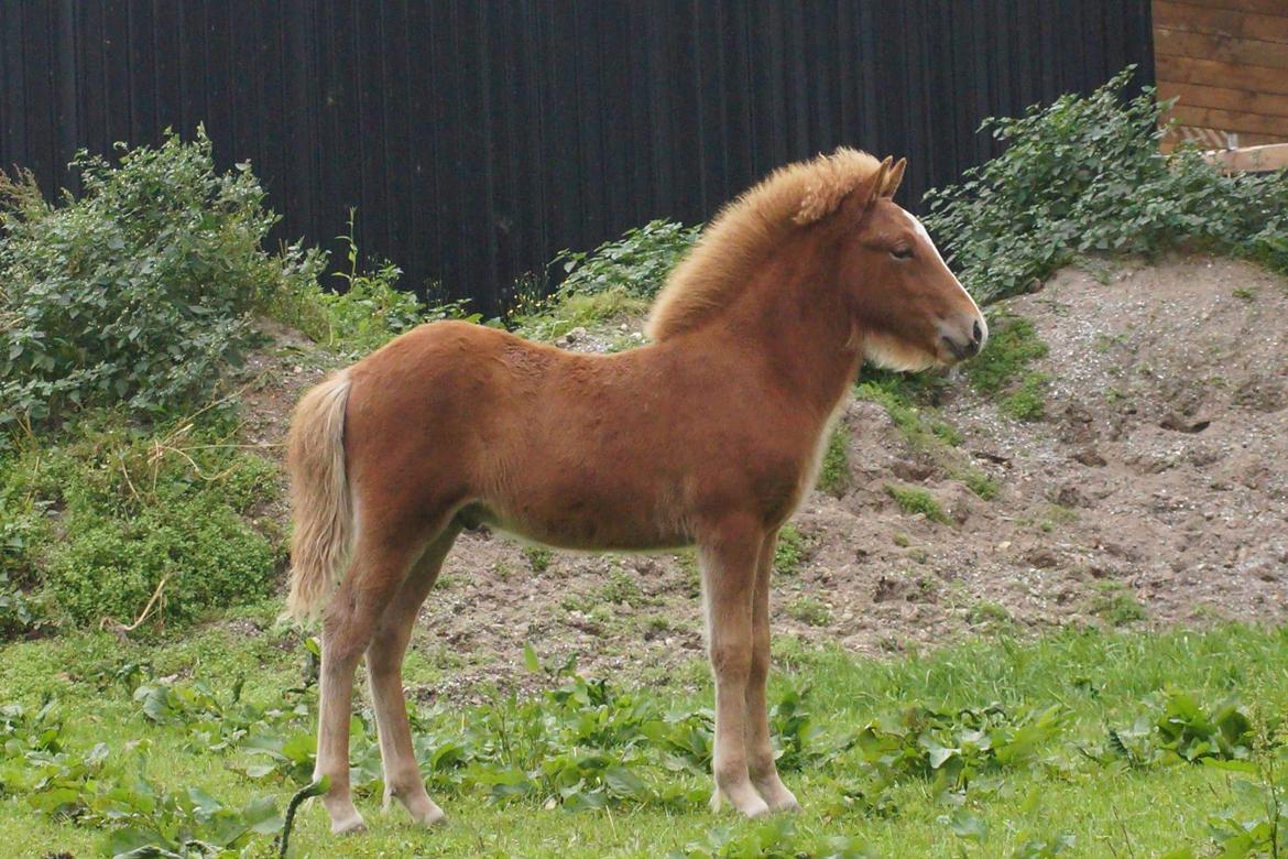 Islænder Garri fra Østervang billede 9