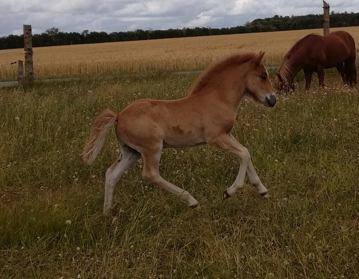 Islænder Garri fra Østervang billede 11