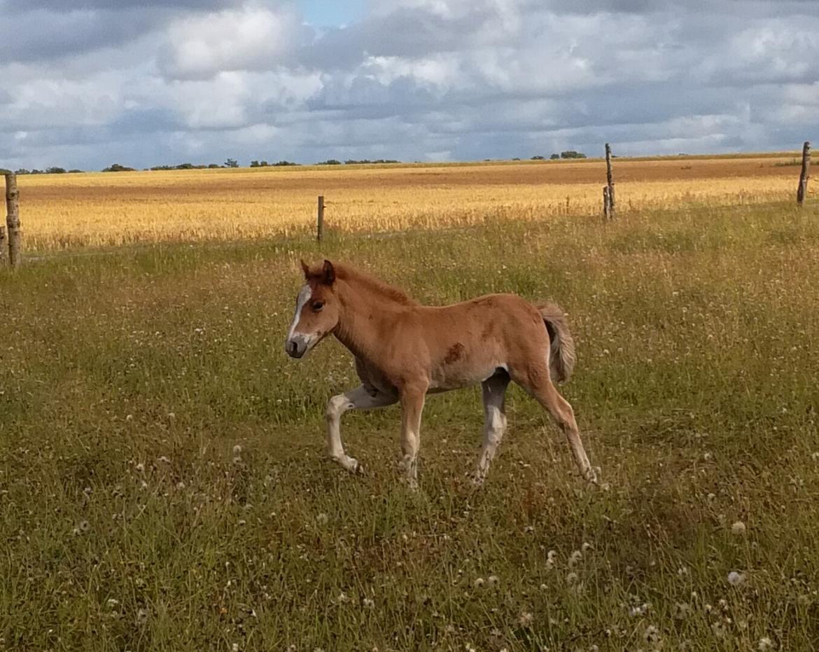 Islænder Garri fra Østervang billede 16