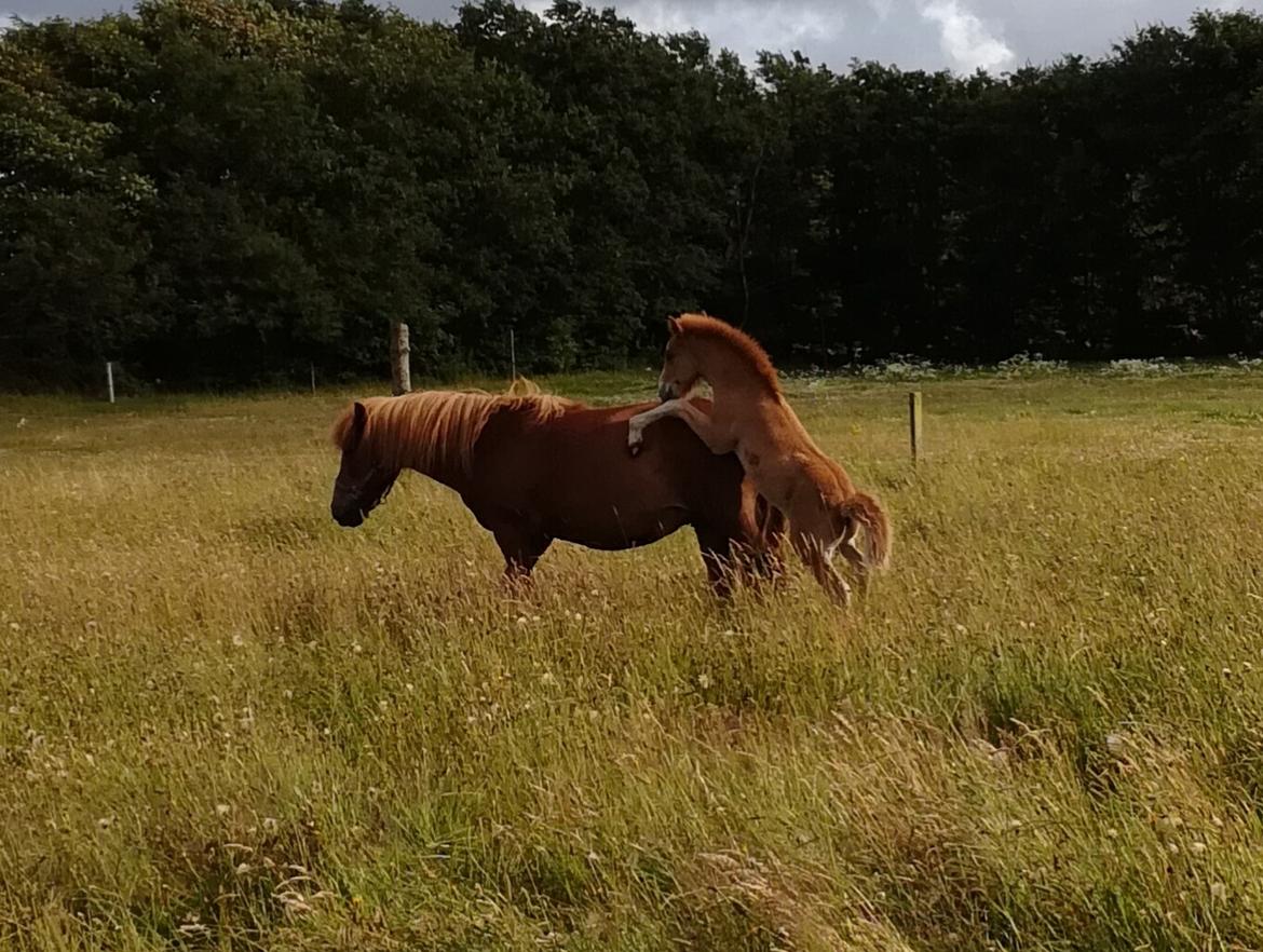 Islænder Garri fra Østervang billede 20