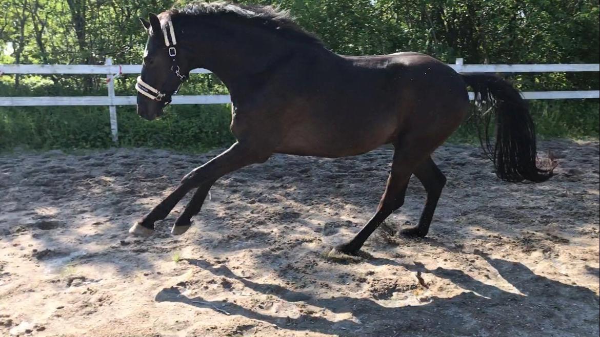 Dansk Varmblod Højgaardens Hamilton billede 8