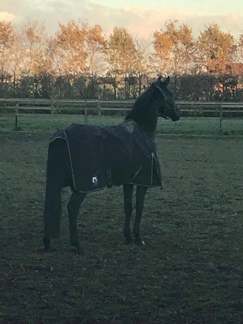 Dansk Varmblod Højgaardens Hamilton billede 9