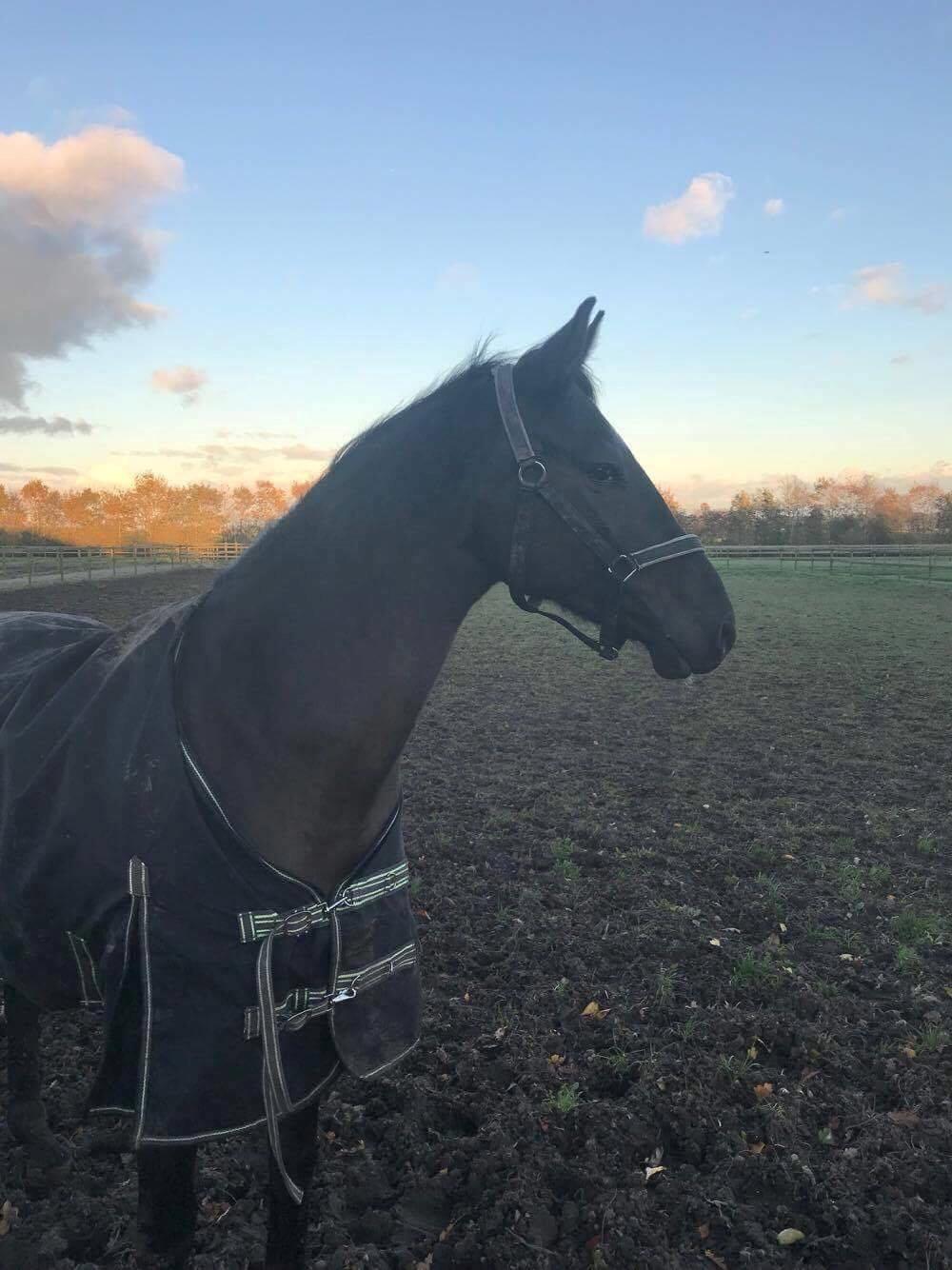 Dansk Varmblod Højgaardens Hamilton billede 10