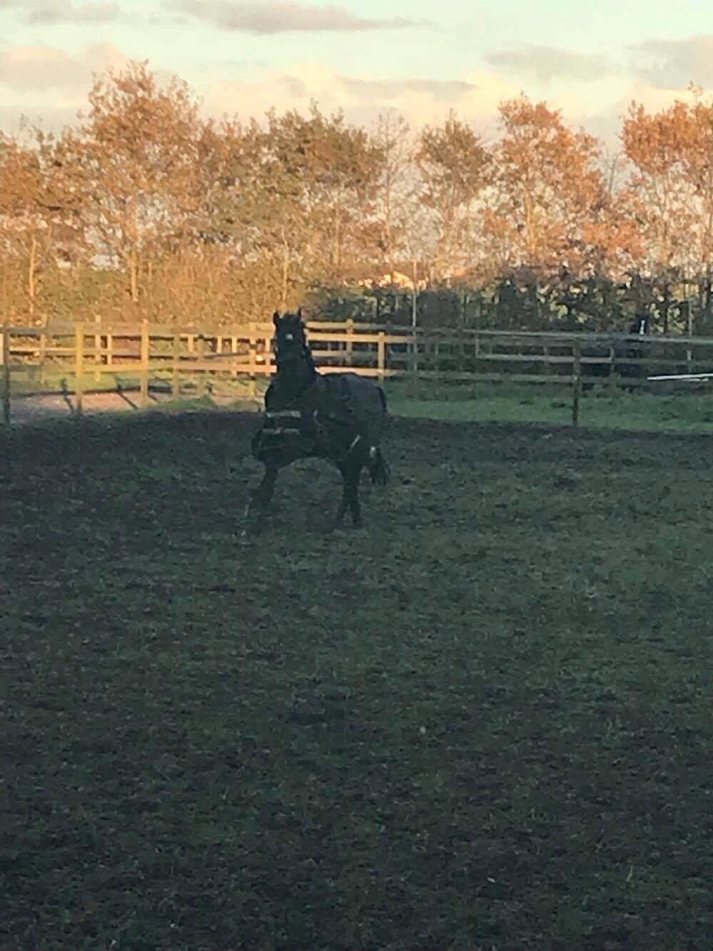 Dansk Varmblod Højgaardens Hamilton billede 11