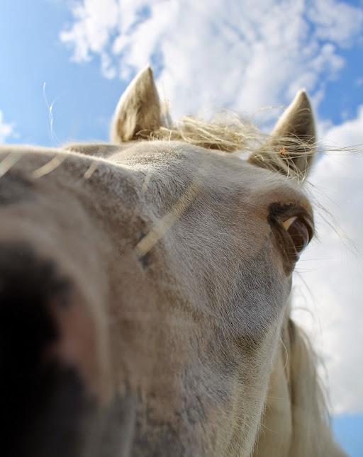 Welsh Mountain (sec A) Poulsen (Trolden) billede 7