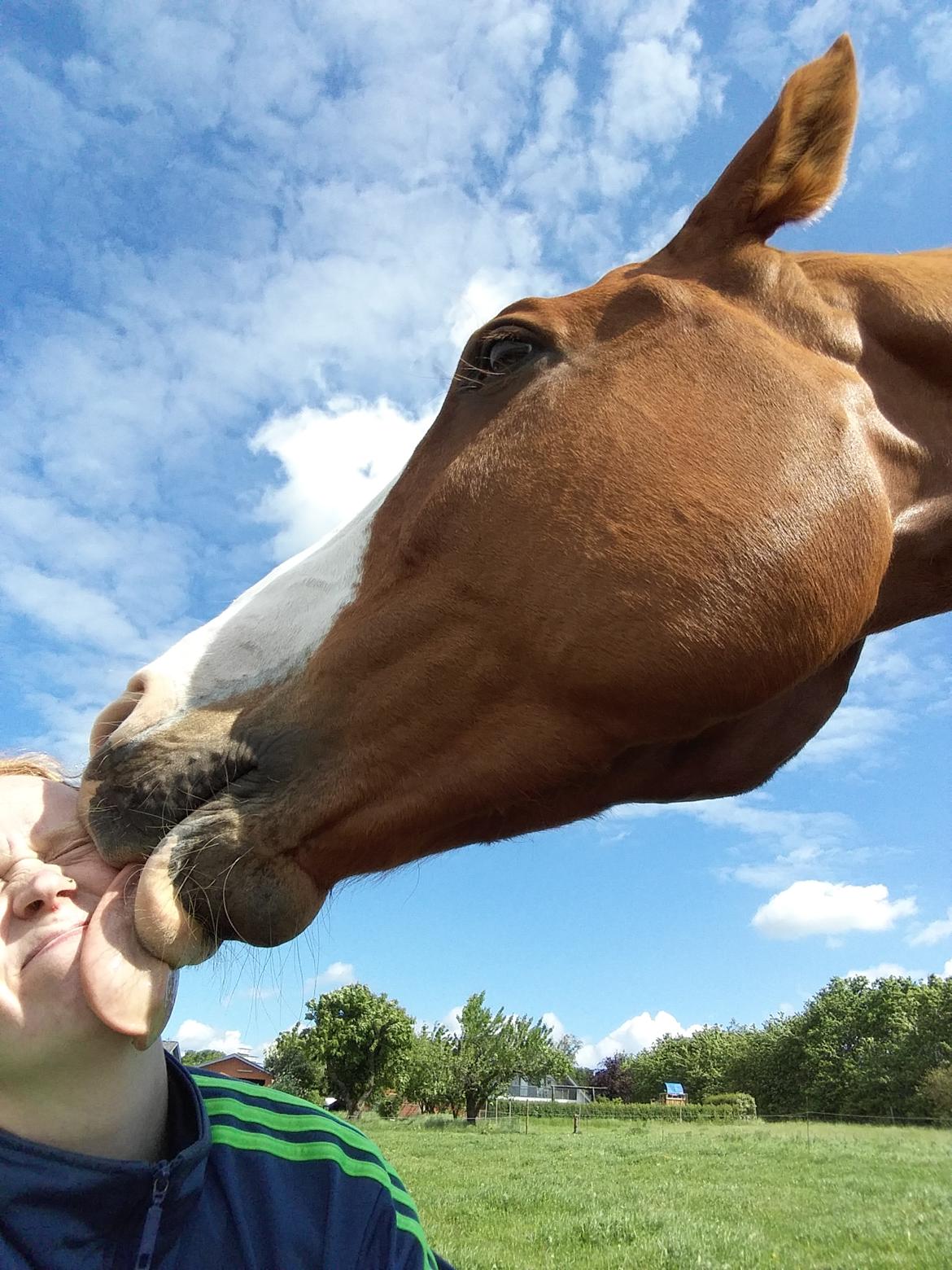 Trakehner Heywood af Lykkebo billede 23
