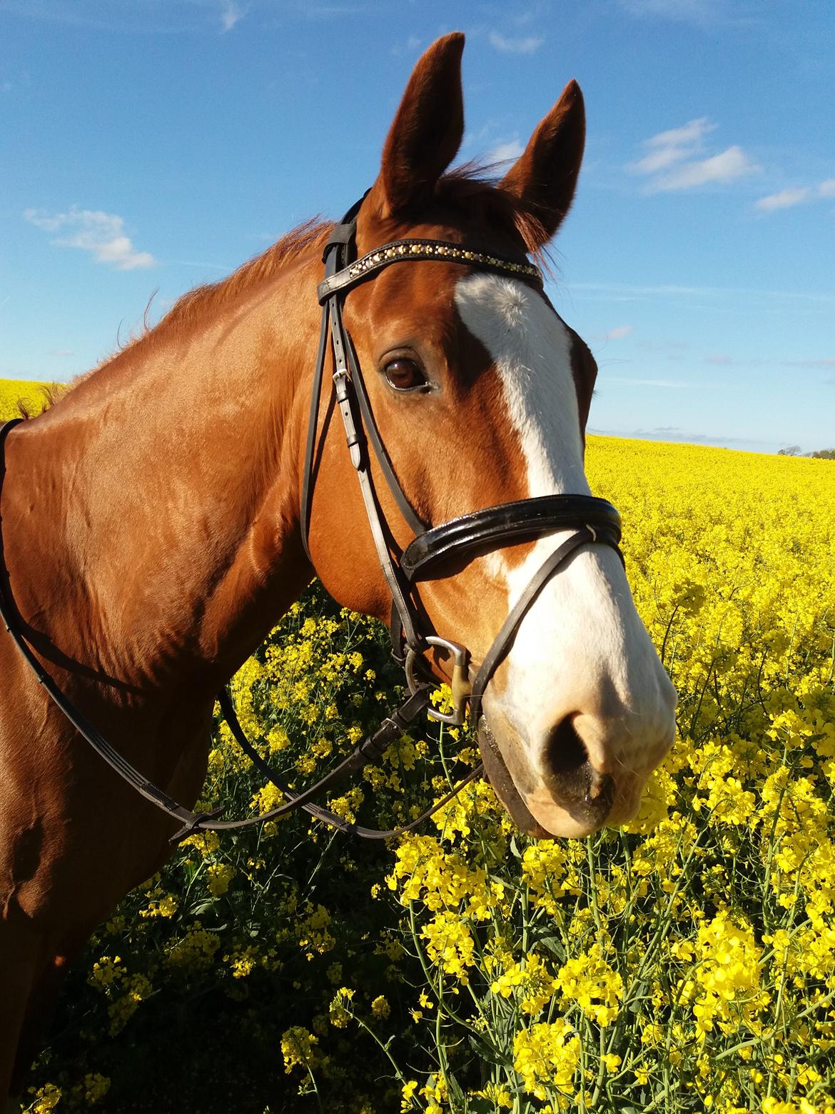 Trakehner Heywood af Lykkebo billede 22