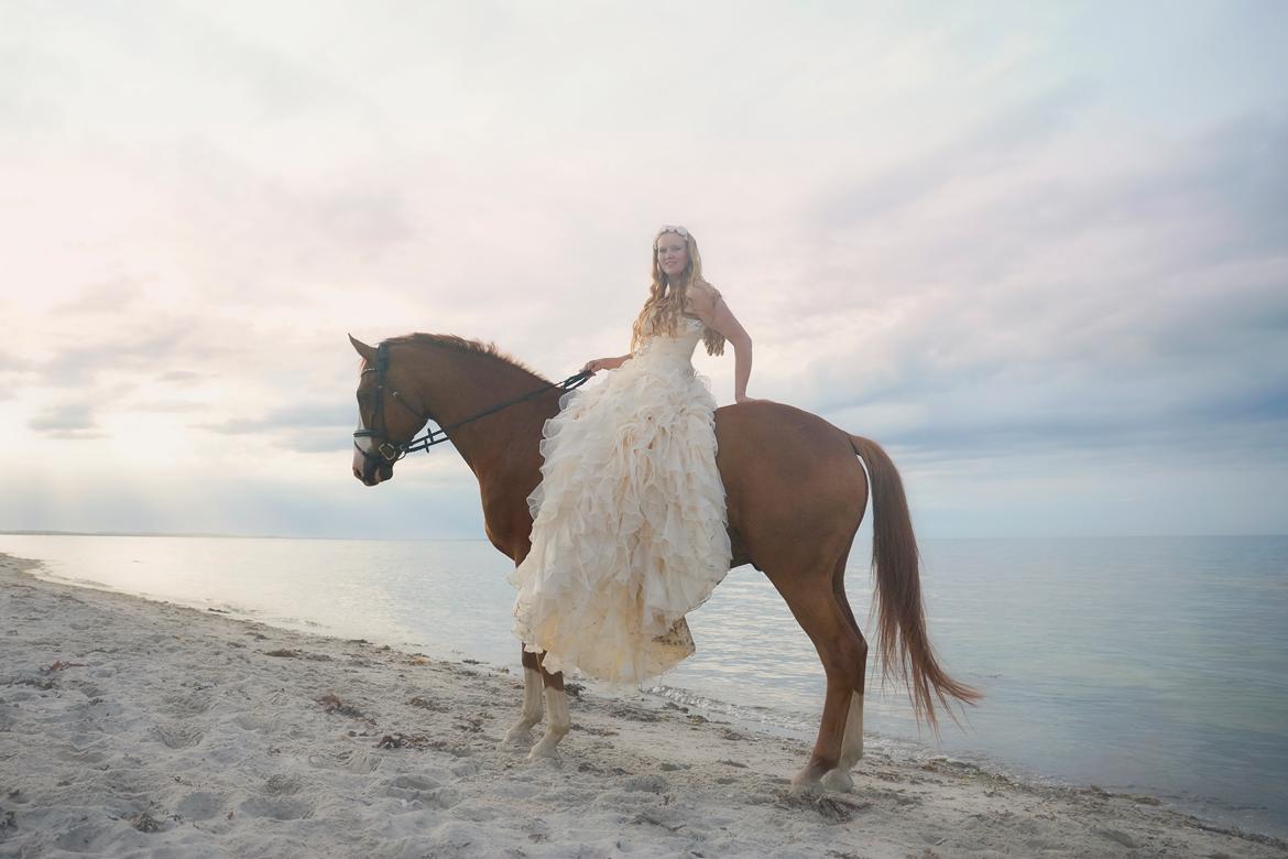 Trakehner Heywood af Lykkebo billede 2